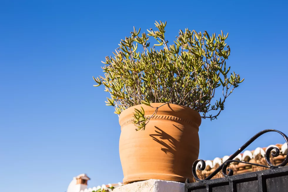 low-angle-view-flowering-plant-against-clear-blue-sky