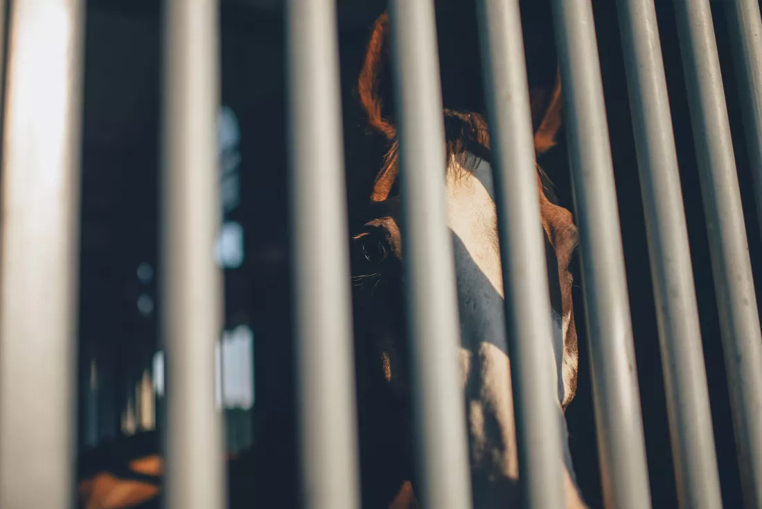 ian-schneider-xjD-TO8DDVQ-unsplash
