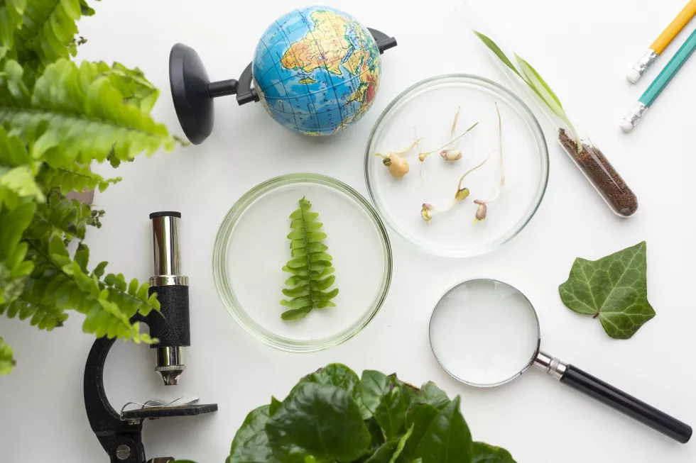 plants-laboratory-items-top-view