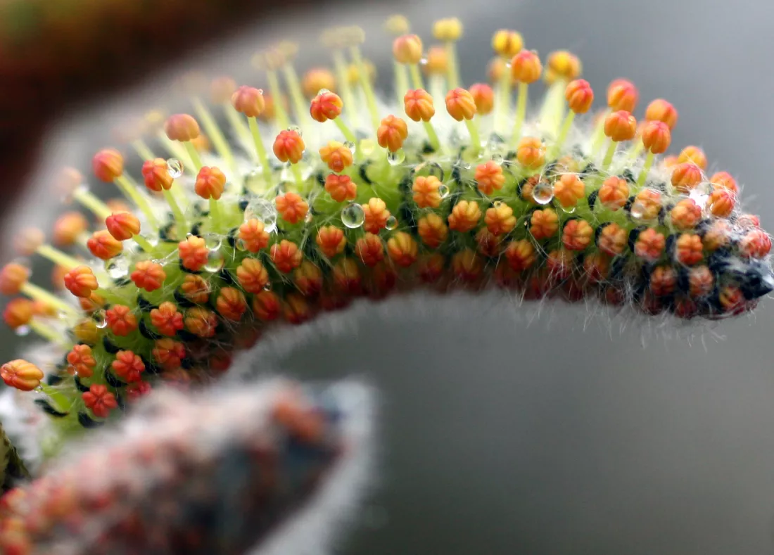 close-up-succulent-plant