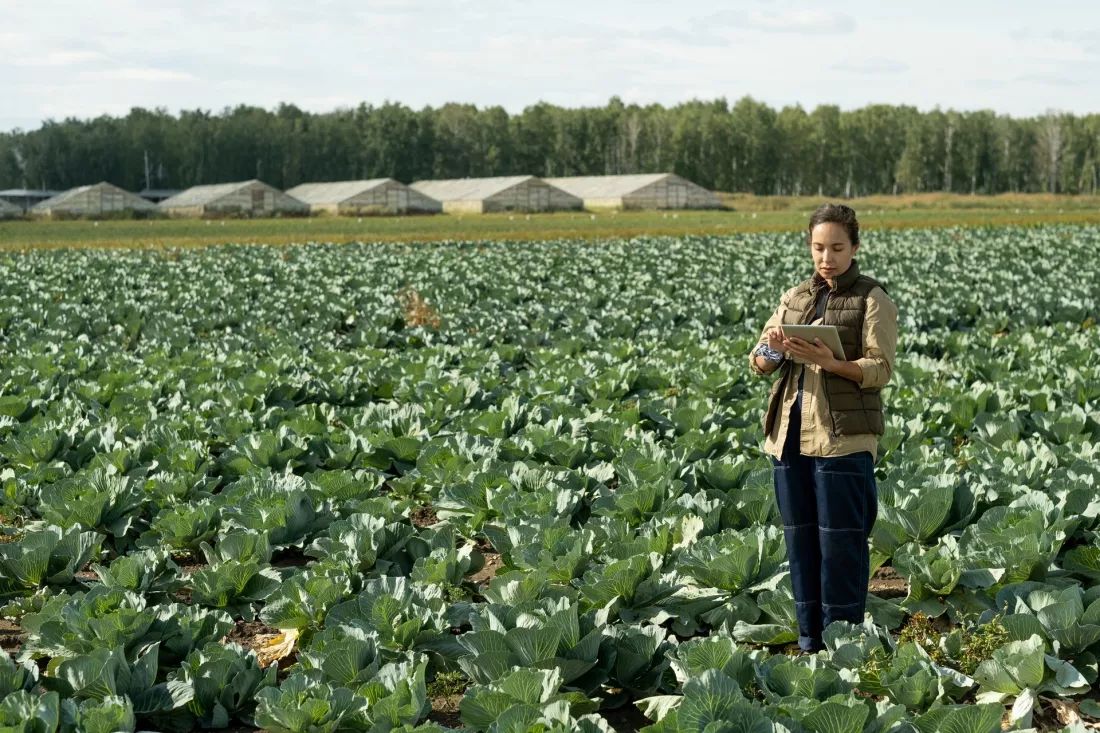 Young agronomist with a tablet in a cabbage field