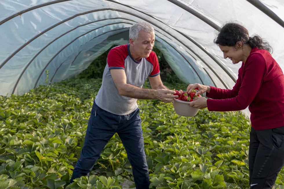 mature-farmer-his-wife-smiling-picking-ripe-strawberries-from-green-bush