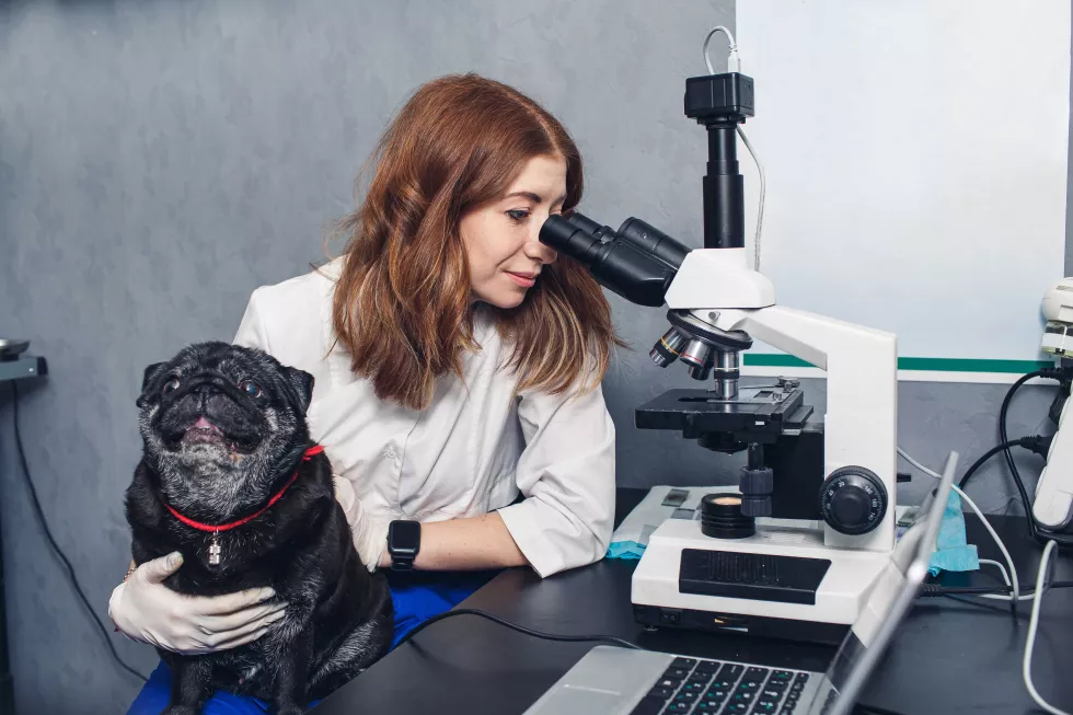 veterinarian-looks-through-microscope-with-pug-his-arms
