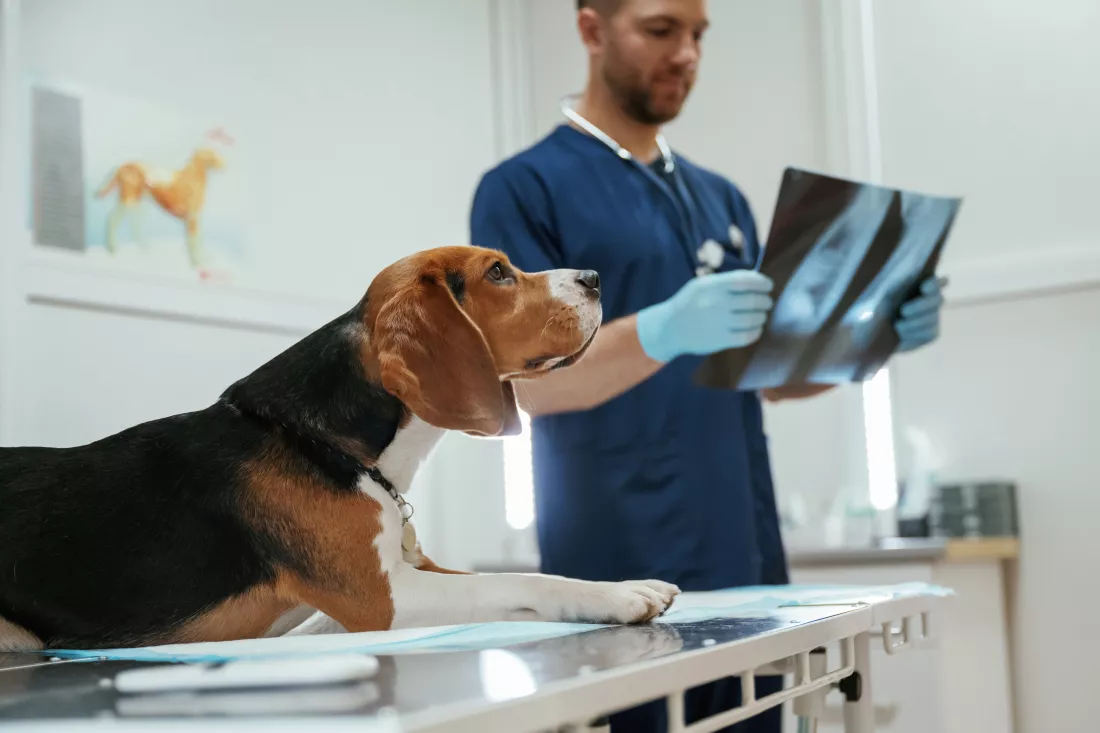 examining-xray-male-veterinarian-is-working-with-beagle-dog-clinic