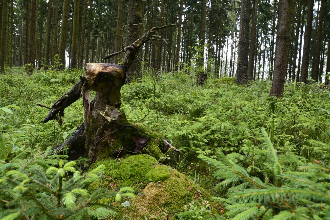 plants-trees-forest