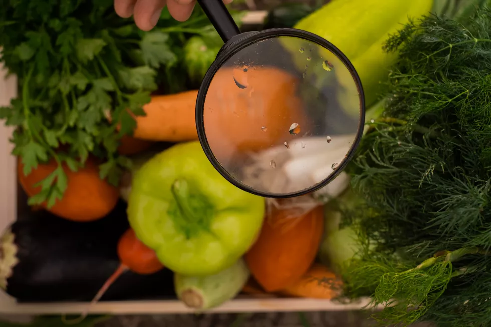 farmer-holding-crate-bio-vegetables-farm-happy-man-showing-box-harvested-vegetables