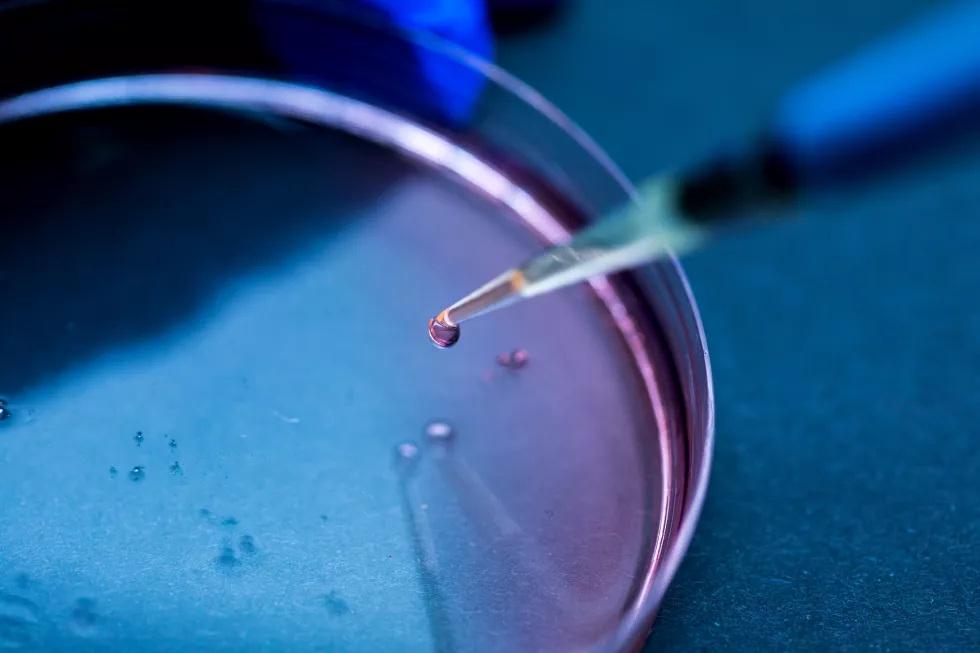 detail-pipette-that-drops-drop-fluid-into-petri-dish-laboratory-with-blue-environment