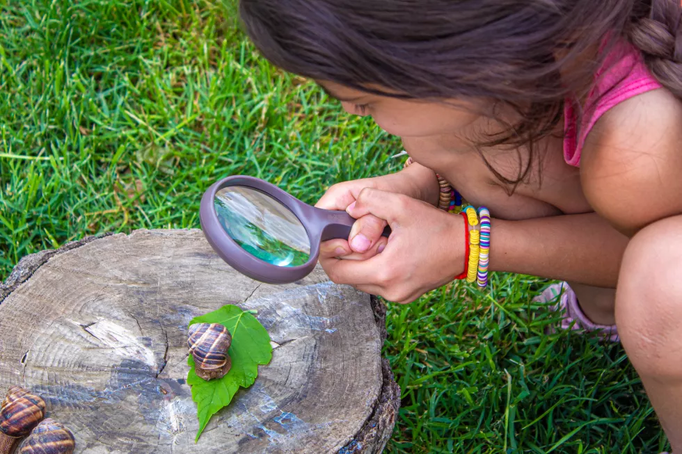 child-examines-snails-tree-selective-focus