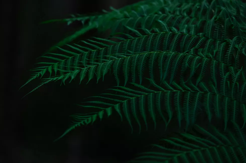 mitchell-luo-LKwPa81BUw0-unsplash