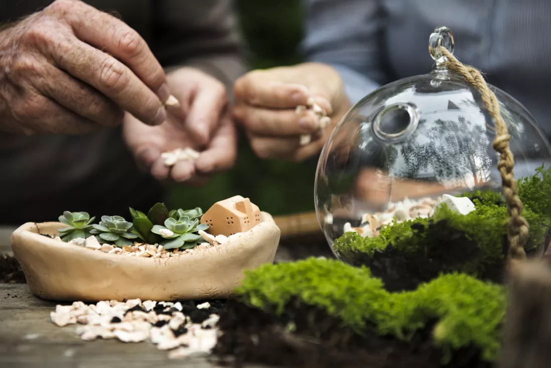 closeup-terrarium-hobby