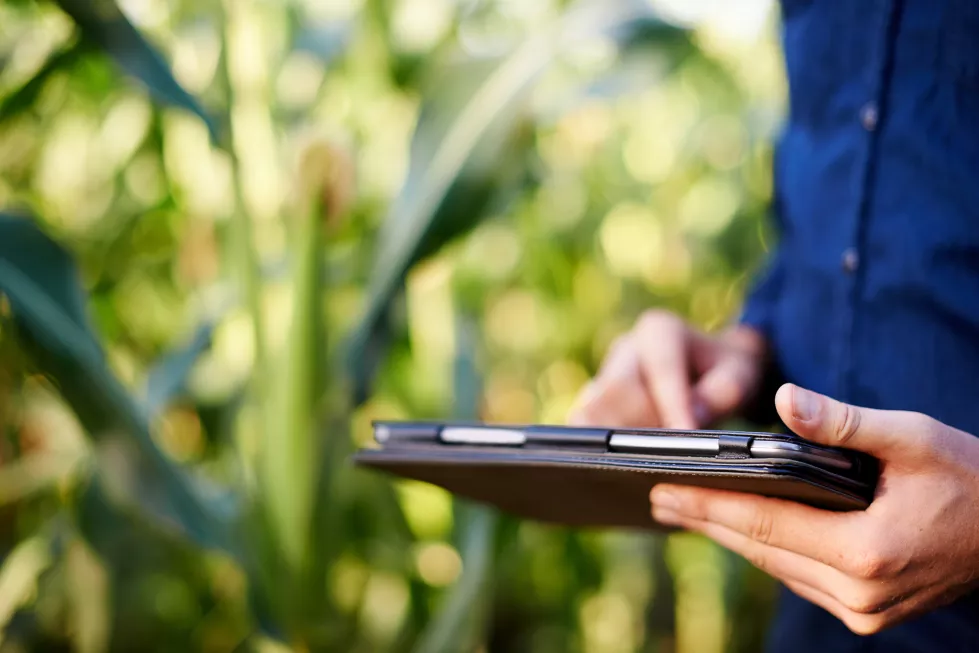 farming-hands-man-corn-field-with-tablet-research-growth-agro-management-nature-inspection-farmer-digital-app-sustainable-agriculture-quality-control-permaculture