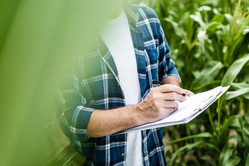 farmer-inspecting-corn-field-summer-sunny-day