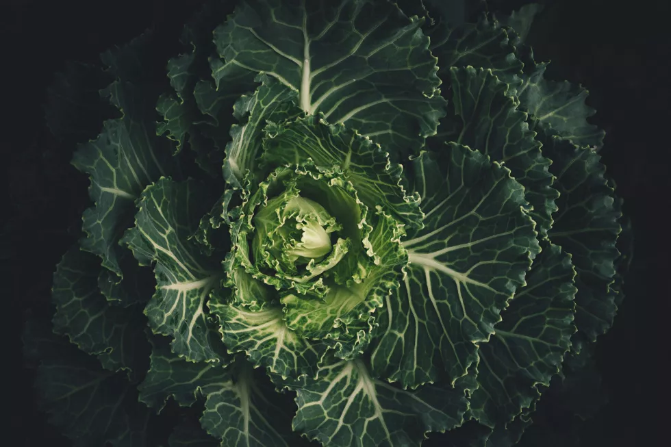 scott-webb-4yNeDDMcJJM-unsplash
