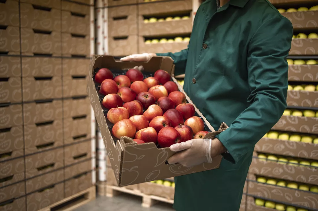 close-up-view-unrecognizable-worker-holding-crate-full-red-apples-organic-food-factory-warehouse
