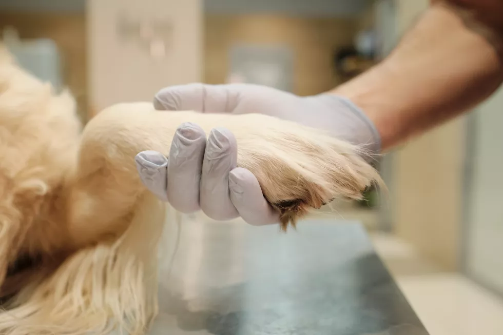 close-up-vet-protective-gloves-holding-dog-s-paw-taking-care-animals
